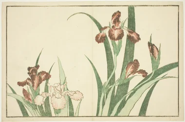 Iris, from The Picture Book of Realistic Paintings of Hokusai