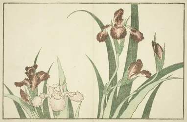 Iris, from The Picture Book of Realistic Paintings of Hokusai