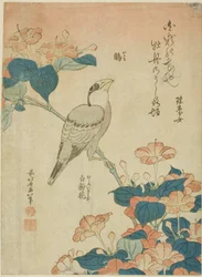 Japanese Grosbeak and Marvel of Peru, from an untitled series of flowers and birds