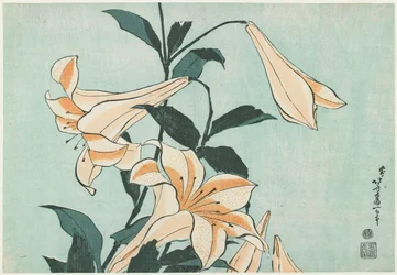 Lilies