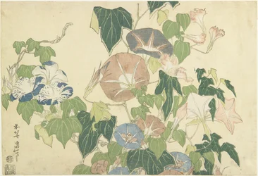 Morning Glories and Tree Frog, from the untitled series known as Large Flowers, c.1833-34