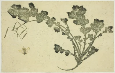 Wasp and Turnip Stalk, from "The Picture Book of Realistic Paintings of Hokusai"