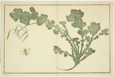 Wasp and Turnip Stalk, from "The Picture Book of Realistic Paintings of Hokusai"