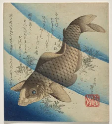 Carp Swimming in Seaweed