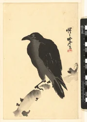 Crow on a Tree Stump