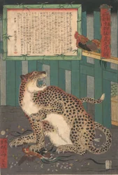 Never Seen Before: True Picture of a Live Wild Tiger