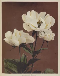 Herbaceous Peony