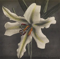 Lily, 1896