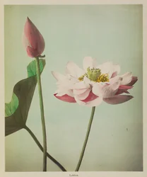 Lotus
