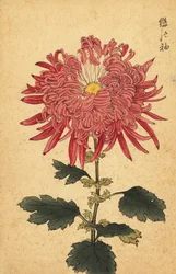 Hybrid pink quill chrysanthemum