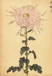 Hybrid Pink Spider Chrysanthemum, 1893 (engraving)