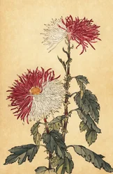 Hybrid Purple and White Quill Chrysanthemum, 1893 (engraving)