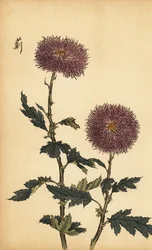 Hybrid Purple Chrysanthemum (engraving)