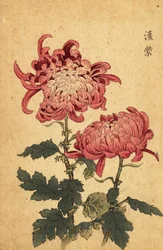 Hybrid Salmon-Pink Chrysanthemum, 1893 (engraving)