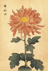 Hybrid Salmon-Pink Chrysanthemum, 1893 (engraving)