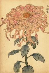 Hybrid Salmon-Pink Chrysanthemum with Curled Petals (engraving)
