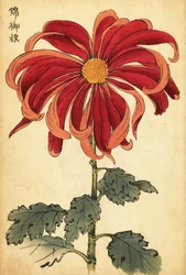 Hybrid Scarlet and Pink Chrysanthemum (1893)