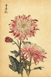 Hybrid Variegated White and Pink Chrysanthemum