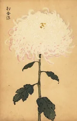 Hybrid White Chrysanthemum
