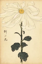 Hybrid White Chrysanthemum (engraving)