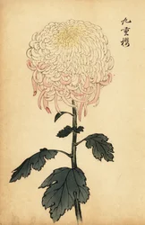 Variegated white and pink chrysanthemum (1893)