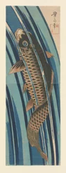 Carp Swimming Upstream