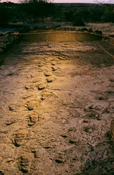The First Steps, 3.6 million years old, footprints in wet volcanic ash, discovered in 2008
