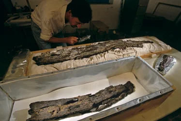 Dr. Matthew Adams inspects wood boat plank in lab, hardwood, not cedar, from Abydos, Egypt