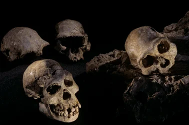 Four skulls from Dmanisi, Georgia Homo Erectus site