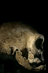 Homo erectus skull, toothless, Dmanisi, Georgia Homo Erectus site