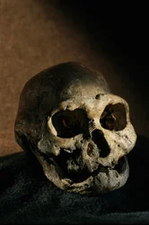 Homo erectus skull, toothless, Dmanisi, Georgia Homo Erectus site