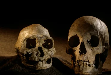Homo Erectus Skull, Toothless, and Modern Human Skull, Dmanisi