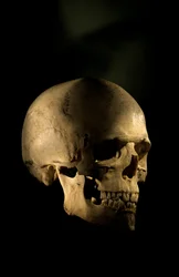 Modern Human Skull, George Washington University