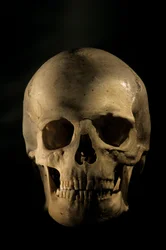 Modern Human Skull, scientific study skeleton, George Washington University