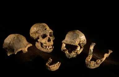 Skulls & mandibles from Dmanisi, Georgia Homo Erectus site