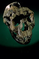 Turkana Boy, Kenya, West Turkana, Lake Turkana, KNMER-WT15000, H. erectus, Nariokotome, 2008