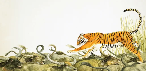 A Tiger Running Along the Backs of Buffalo