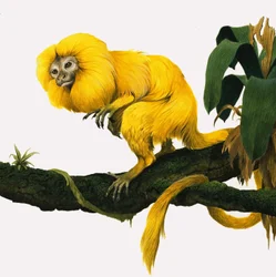 M for Marmoset