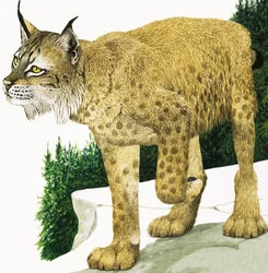 The Lynx