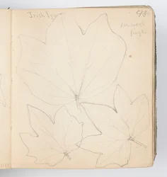 Sketchbook Page: Irish Ivy Leaves
