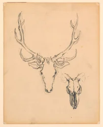 Study of Stag Head