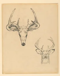 Study of Stag Head
