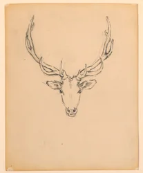 Study of Stag Head