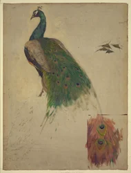 The Sciences, Study for Peacock in Tympanum, Southwest Gallery, Decoration for the Library of Congress