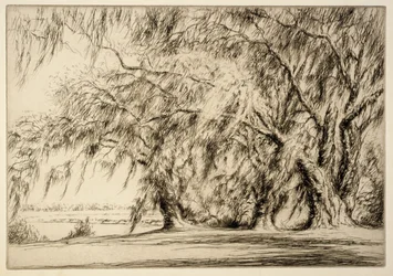 Oaks and Moss