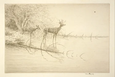 White Tails in the Morning