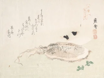 Cuttle Fish, Early 19th Century