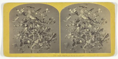 Birds of New England, 1855-75