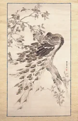 Peacock on Cherry-Apple Tree