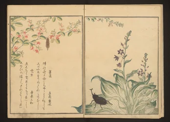 Basketworm and Helmetbeetle on Bush Clover and Stone-Leek Flower